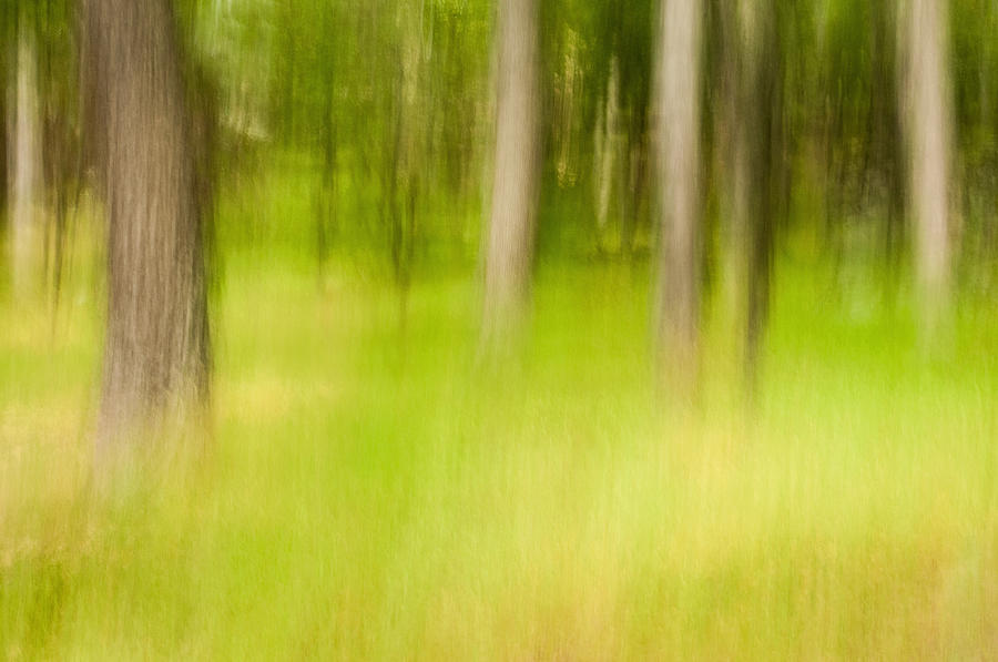 Don Johnson Photograph - Artistic Forest by Don Johnson