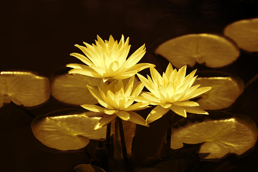 Flower Photograph - Artistic Gold Tone Water Lilies by Linda Phelps