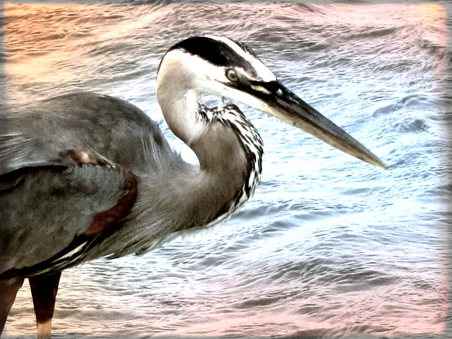 Artistic Great Blue Heron Photograph by Pat Exum