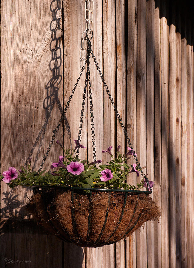 Artistic Hanging Basket of Petunias Photograph by John Harmon
