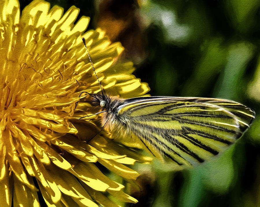 Artistic IMP Green-veined white butterfly collecting nectar from a flowering yellow dandelion. Photograph by Leif Sohlman