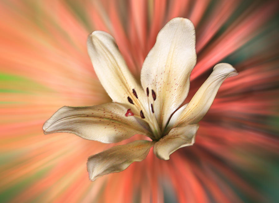 Nature Photograph - Artistic Lily by Linda Phelps
