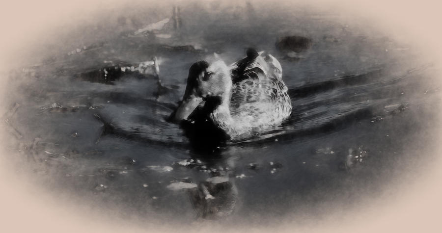 Nature Photograph - Artistic monochrome presentation of femail duck- female mallard swimming  by Leif Sohlman
