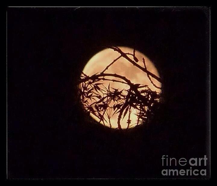 Artistic Moon  Photograph by Susan Garren