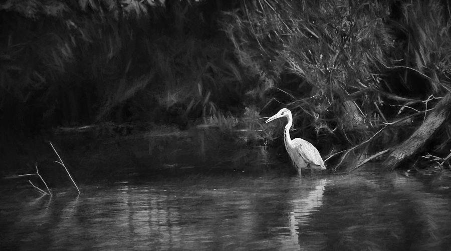 Artistic Black And White Blue Heron Standing In Water Looking For Food Photograph