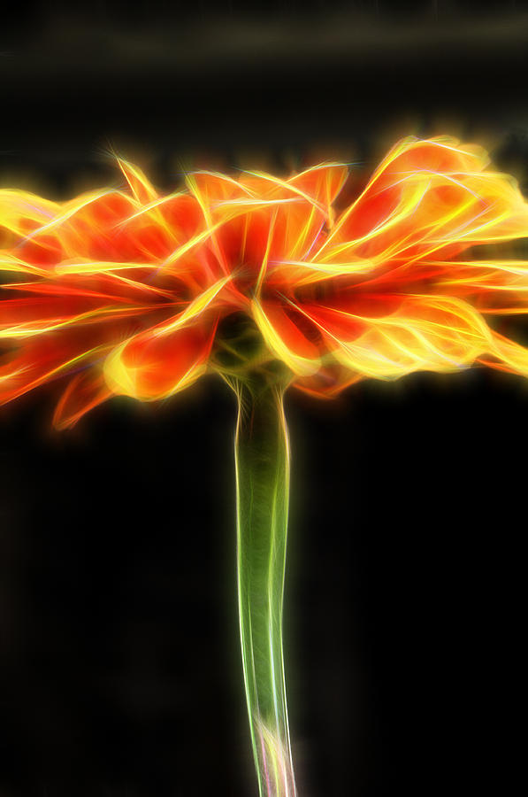 Artistic Orange Flower Profile Photograph by Don Johnson
