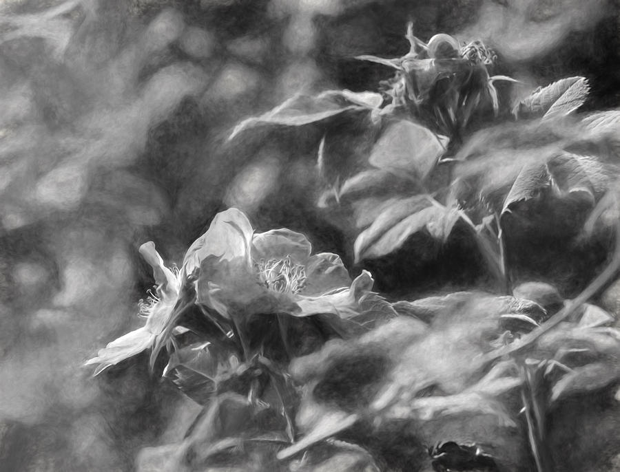 artistic painterly Black and white monochromatic two dogroses summer 2014 Photograph by Leif Sohlman