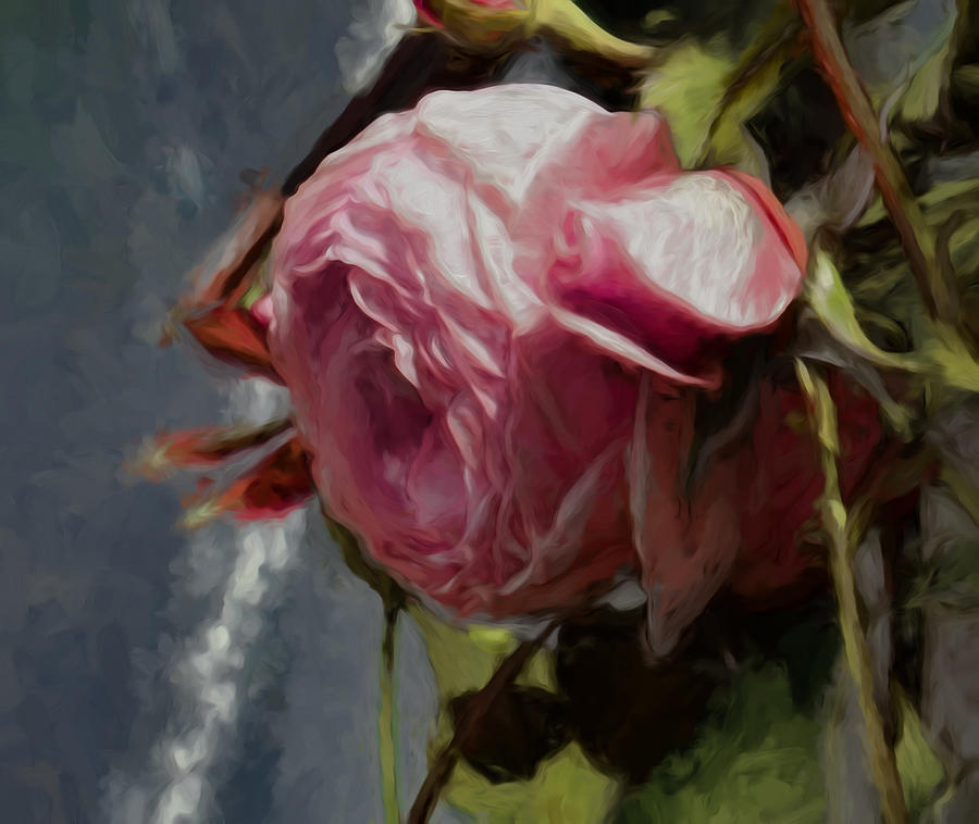 Artistic painterly Pink Rose In Half Profile.2014 Photograph by Leif Sohlman