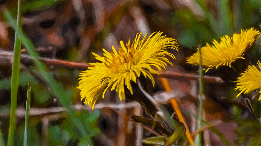 Artistic painterly Tussilago farfara sign of spring. Photograph by Leif Sohlman