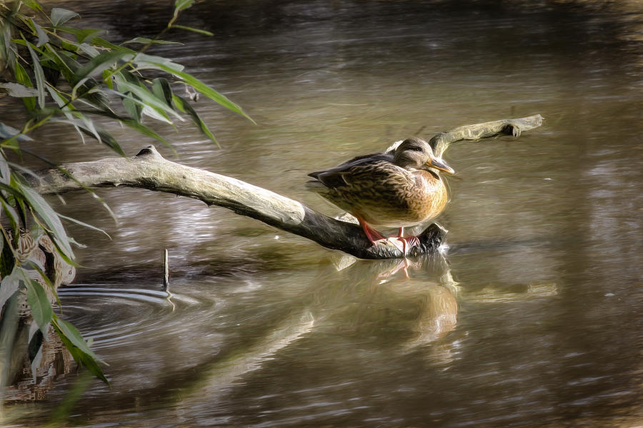 Duck Photograph - Artistic paintiry Female Mallard Duck Sitting On A Log Near And Reflected In Water by Leif Sohlman