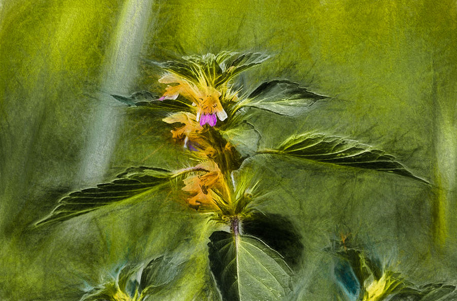 Flowers Still Life Photograph - Artistic paiterly Nettle On Top Yellow Flower With Lilac Skirt Looking Forward by Leif Sohlman