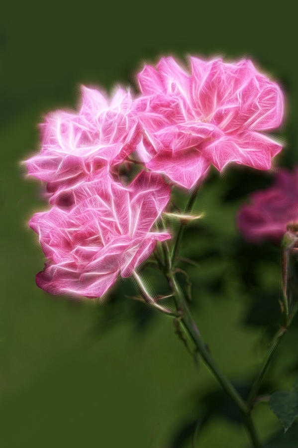 Nature Digital Art - Artistic Pink Rose Triplets by Linda Phelps