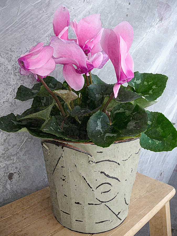 Artistic Potted Cyclamen II Photograph by Margie Avellino