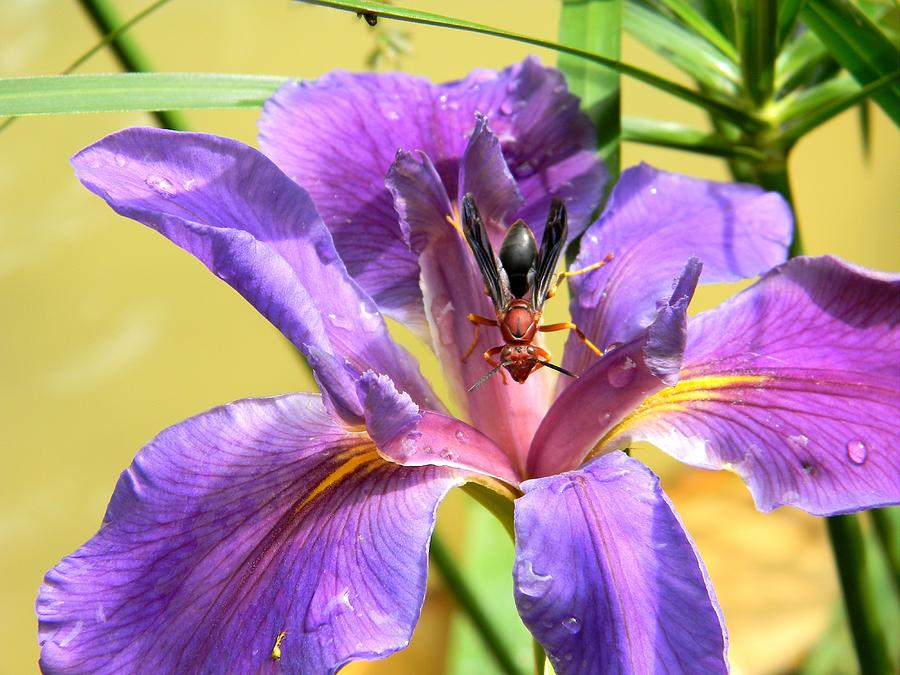 Artistic Purple Iris and Wasp Photograph by Warren Thompson