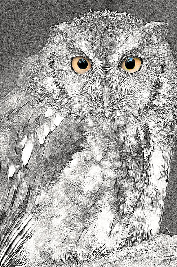 Artistic Red Screech Owl Photograph by Don Johnson