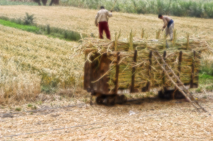 Artistic Scene of Loading a Crop for Market Photograph by Linda Phelps