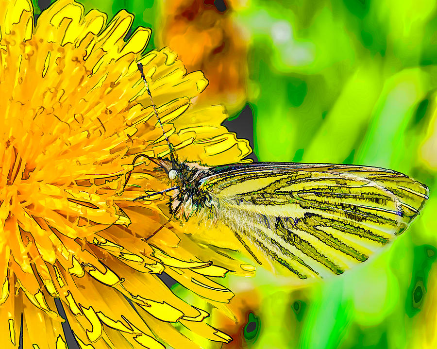 Artistic SI Green-veined white butterfly collecting nectar from a flowering yellow dandelion. Photograph by Leif Sohlman