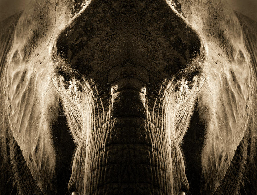 Elephant Photograph - Artistic Symmetrical Elephant Portrait by Ricardoreitmeyer