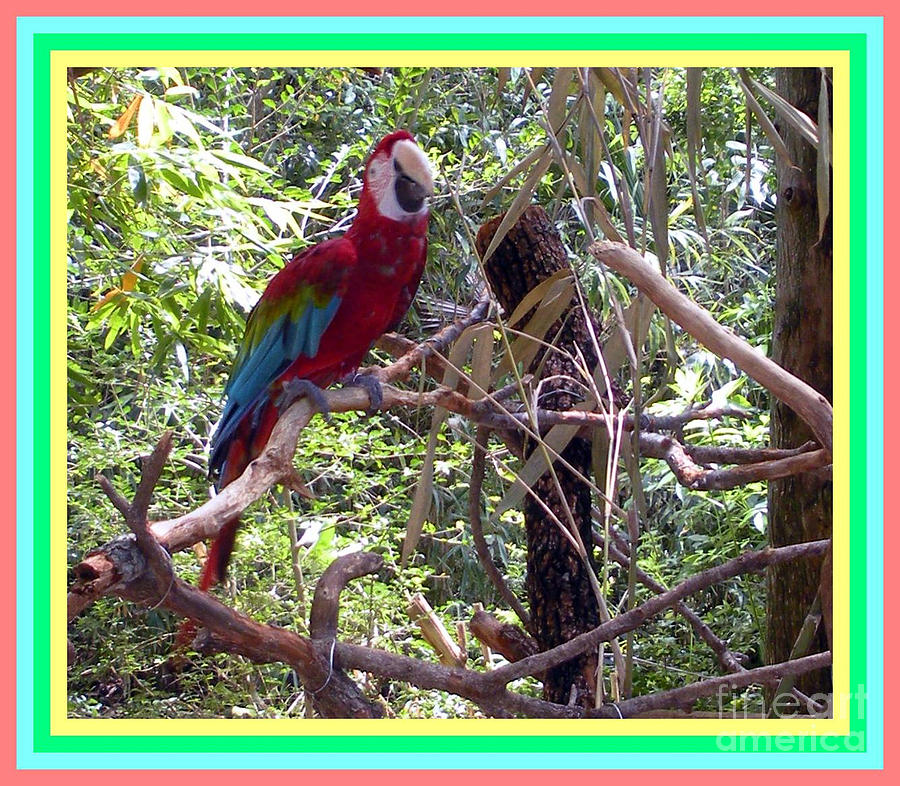 Artistic Wild Hawaiian Parrot Photograph by Joseph Baril
