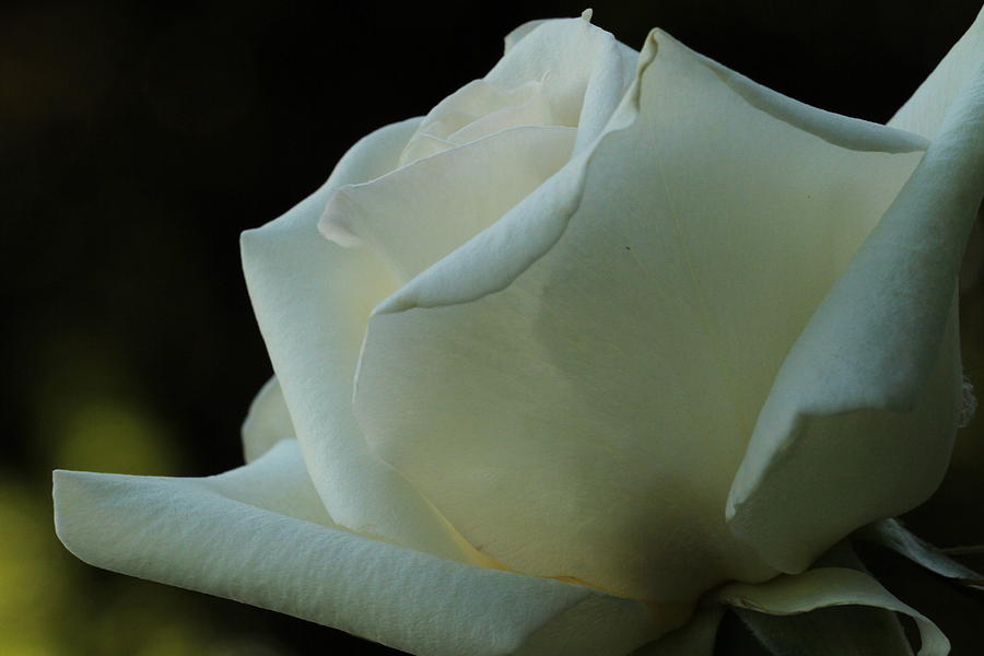 Rose Photograph - Artistry in Bloom by Laddie Halupa