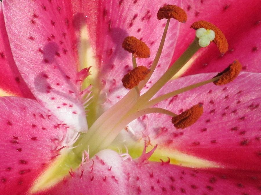 Artistry of the Pink Lily Photograph by Loretta Pokorny
