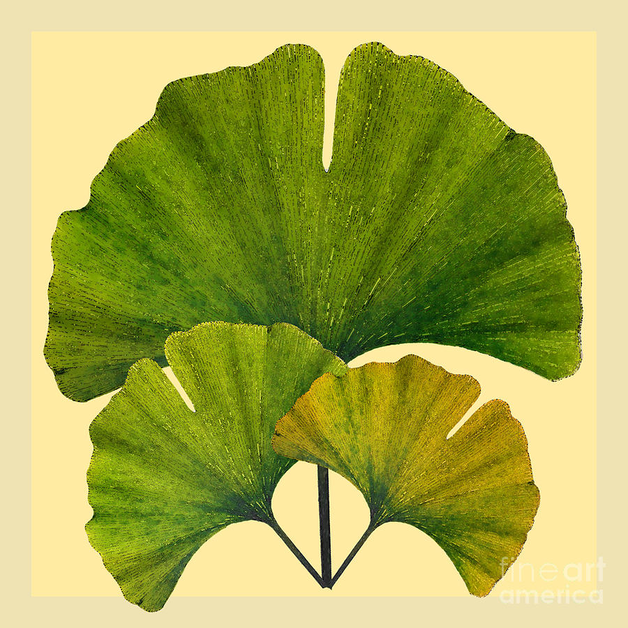Arts and Crafts Movement Ginko Leaves Digital Art by Melissa A Benson