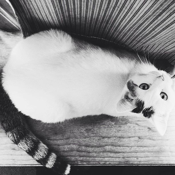 Black And White Photograph - Artsy Cat by Patrick Lane