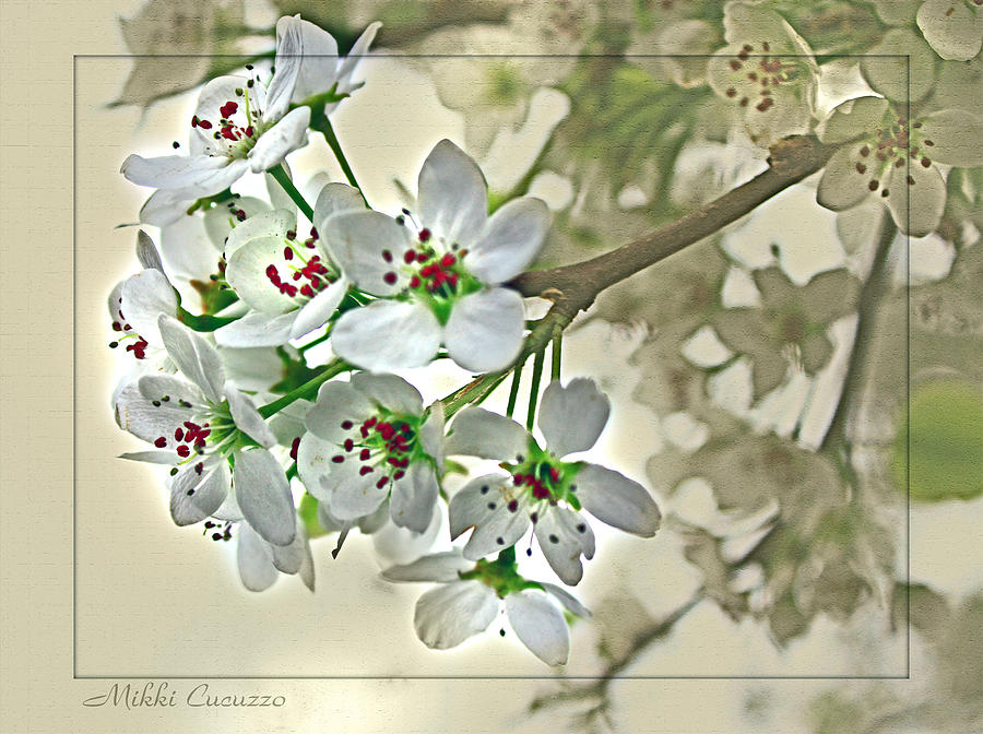 Artsy Cherry Blossoms Photograph