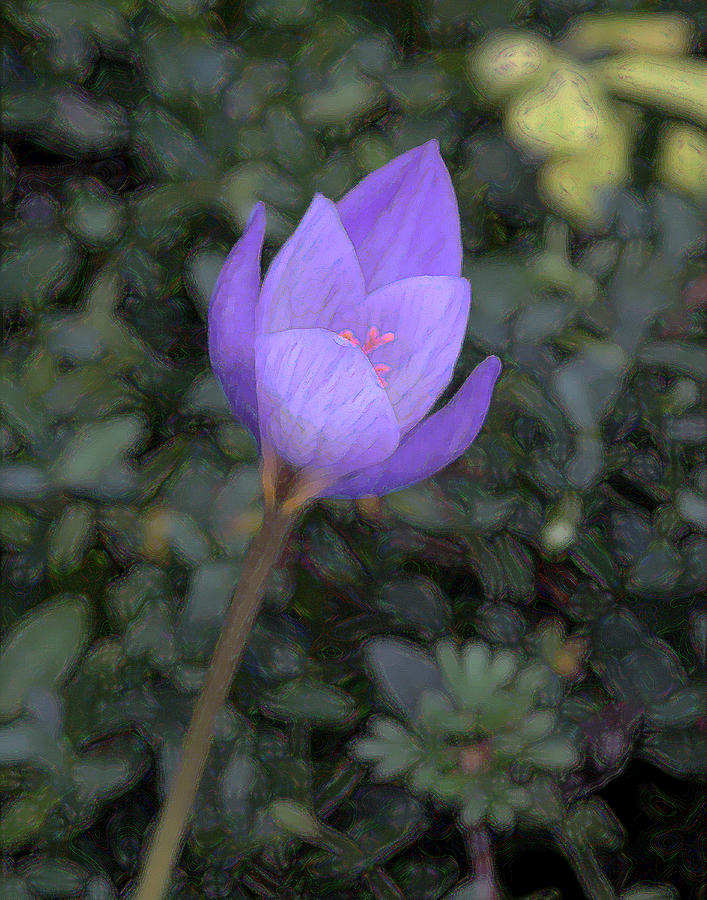 Purple Flower Photograph by John Freidenberg