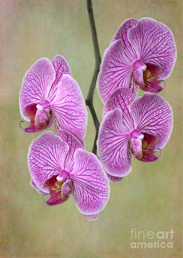 Artsy Phalaenopsis Orchids Photograph by Sabrina L Ryan