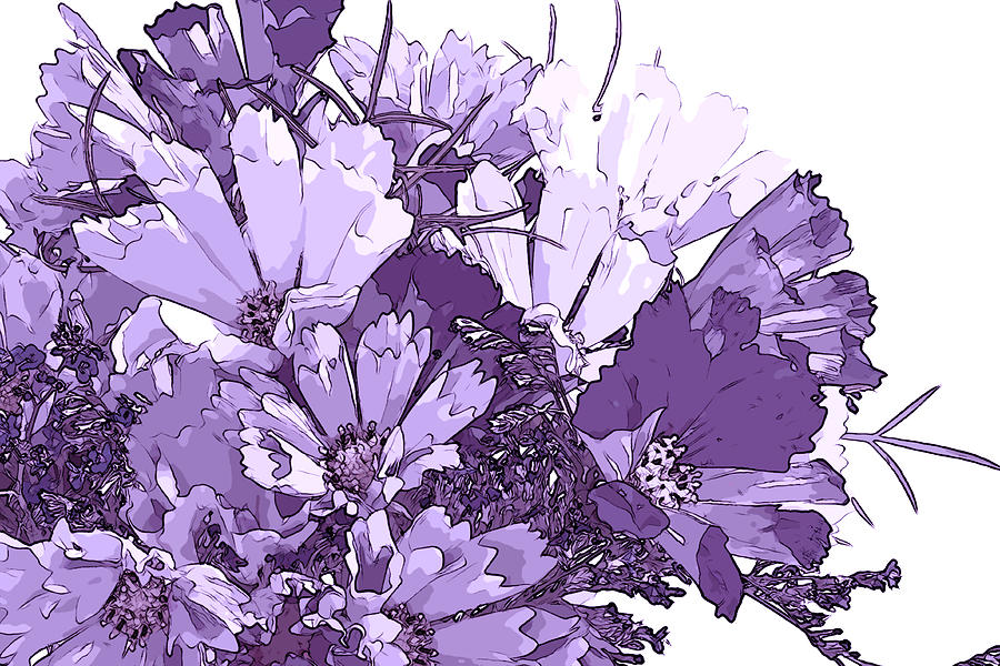 Abstract Photograph - Artsy Purple Cosmos by Sandra Foster