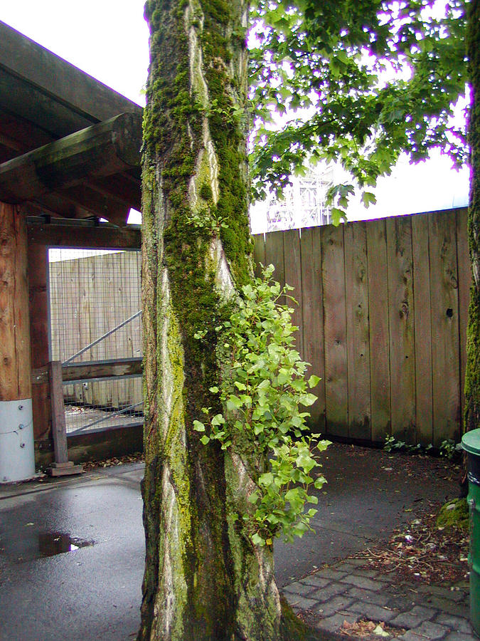 Artsy Tree On Granville Island Photograph by Linda Hawkins