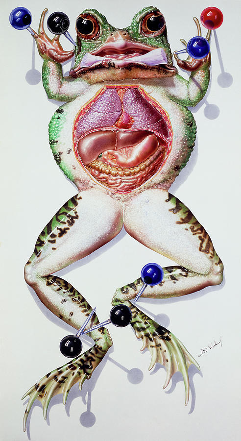 artwork-of-a-dissected-laboratory-frog-bo-veisland-miiscience-photo-library.jpg