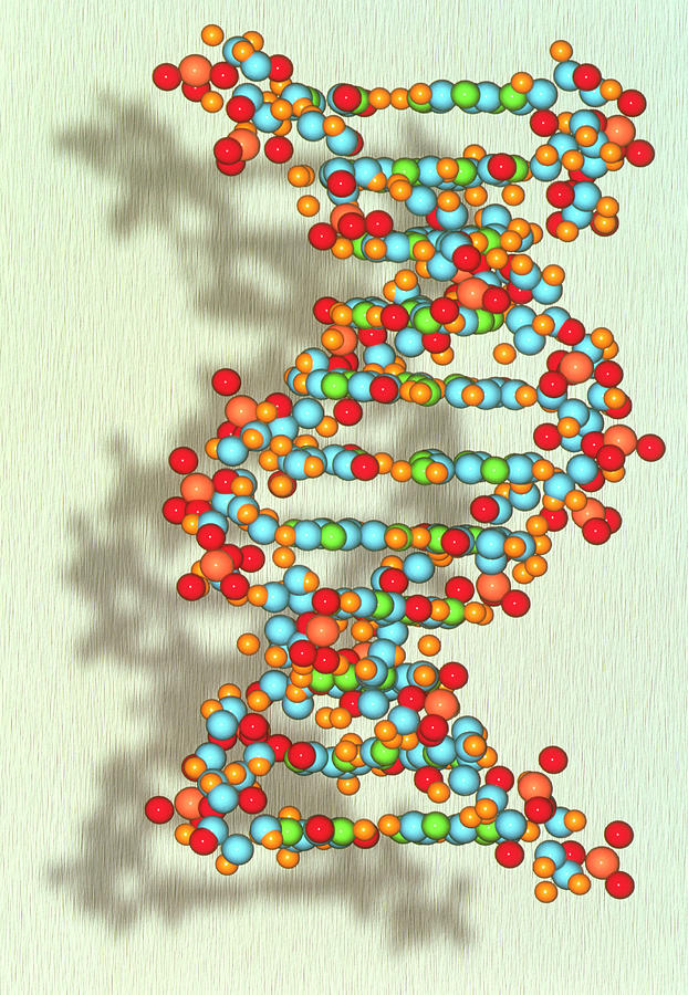 Artwork Of A Dna Deoxyribonucleic Acid Strand Photograph By Alfred Pasieka Science Photo