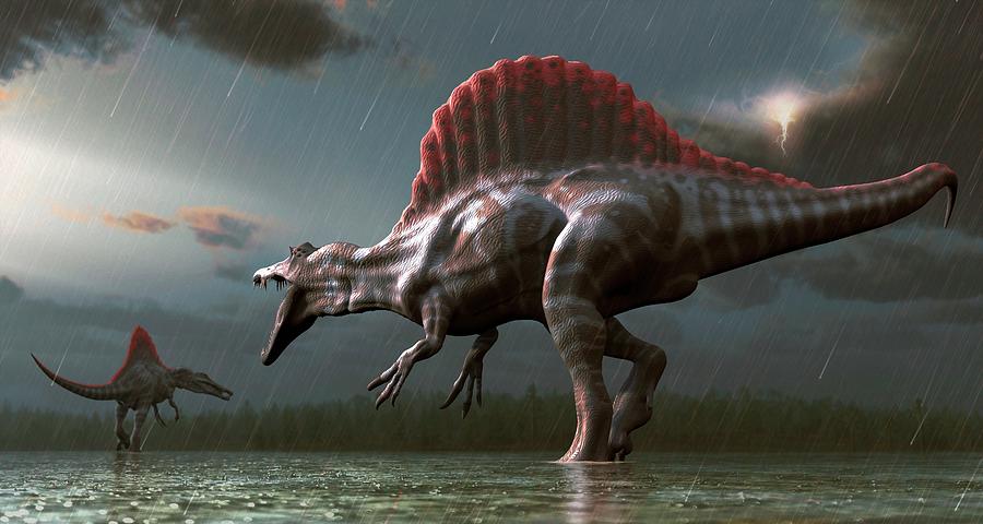 Artwork Of A Spinosaurus Dinosaur Digital Art by Mark Garlick