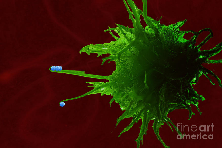 Artwork Of Cancer In Macrophage Photograph by Sigrid Gombert