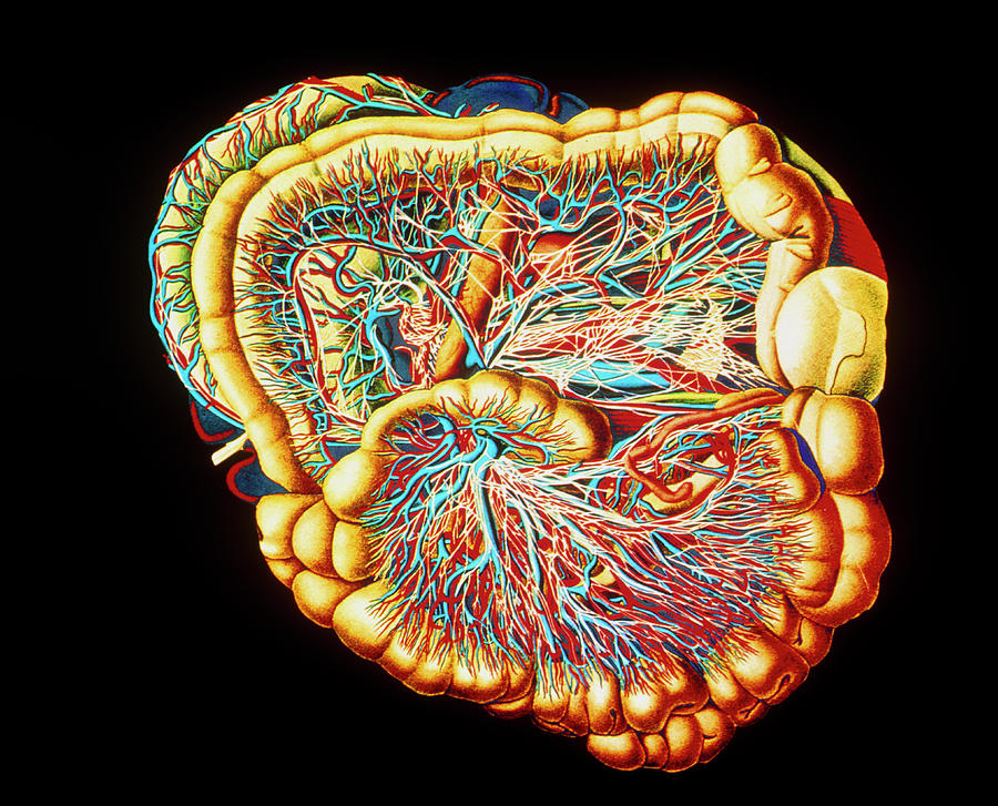 Artwork Of Colon With Nerves & Blood Vessels Photograph by Mehau Kulyk ...