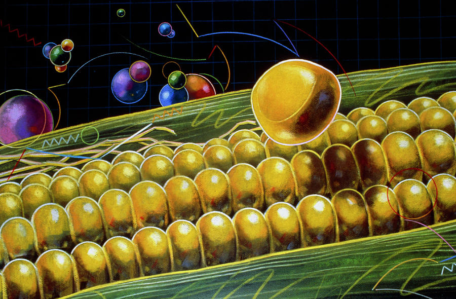 Artwork Of Genetically Improved Maize Photograph by Andrzej Dudzinski/science Photo Library