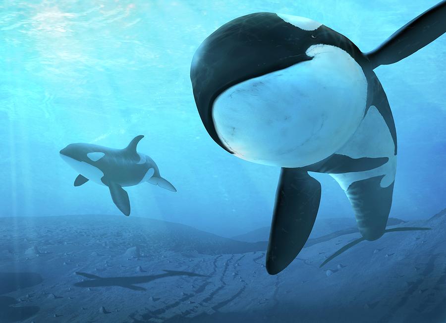 Artwork Of Killer Whales (orcinus Orca) Photograph by Mark Garlick ...
