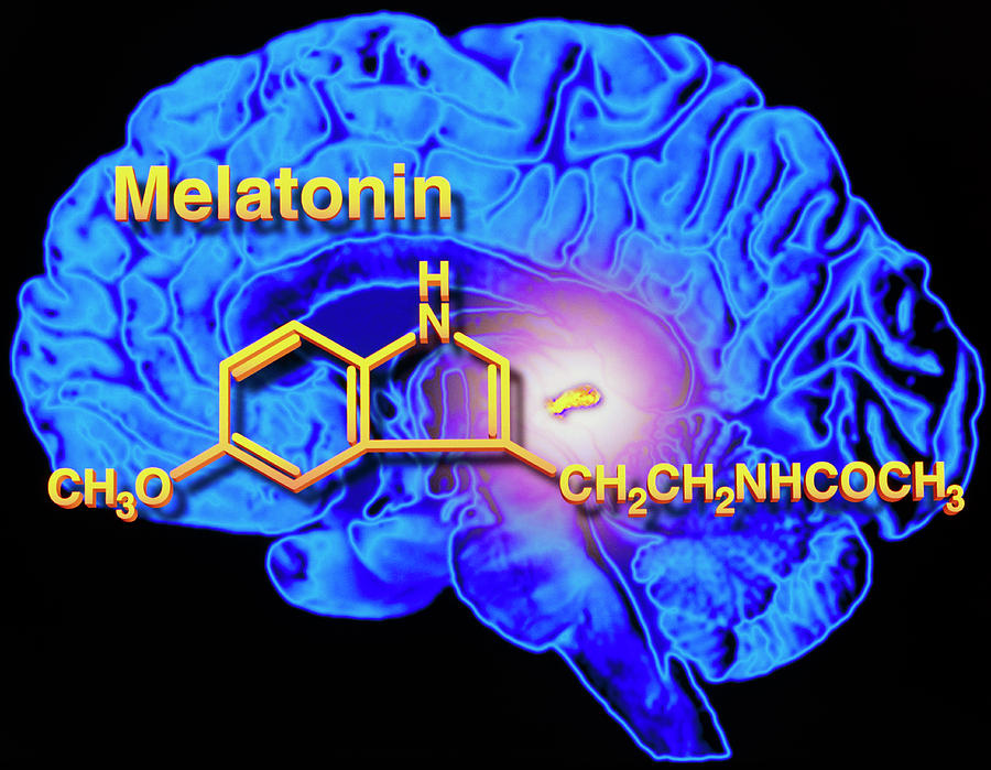 Artwork Of Melatonin Secretion By Pineal Gland Photograph by Alfred Pasieka/science Photo Library