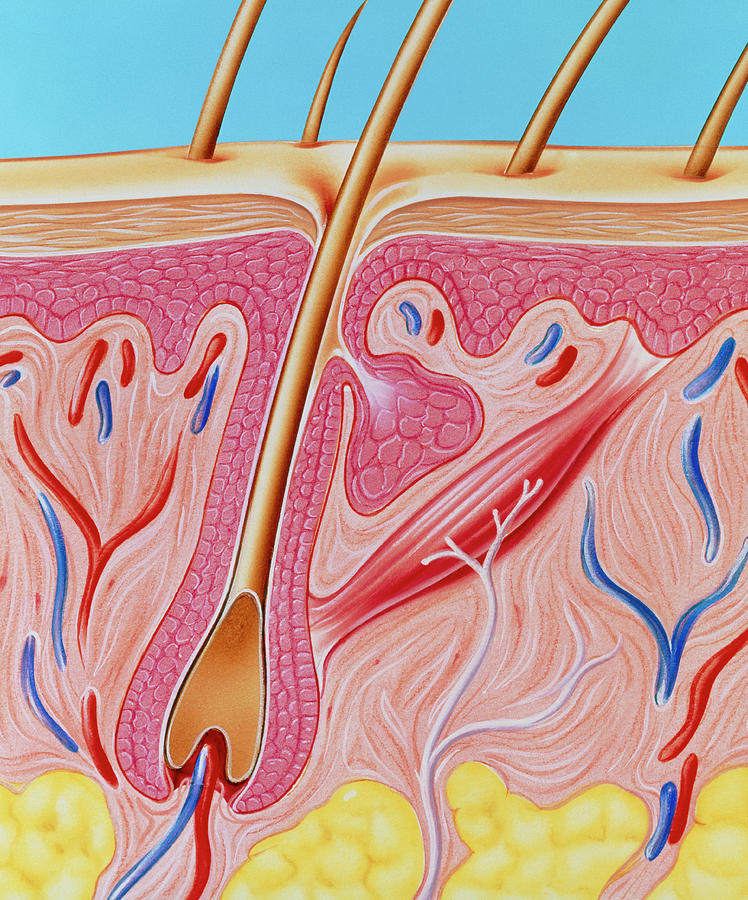 Кожные железы. Сальные железы анатомия. Волосяной фолликул и сальная железа.