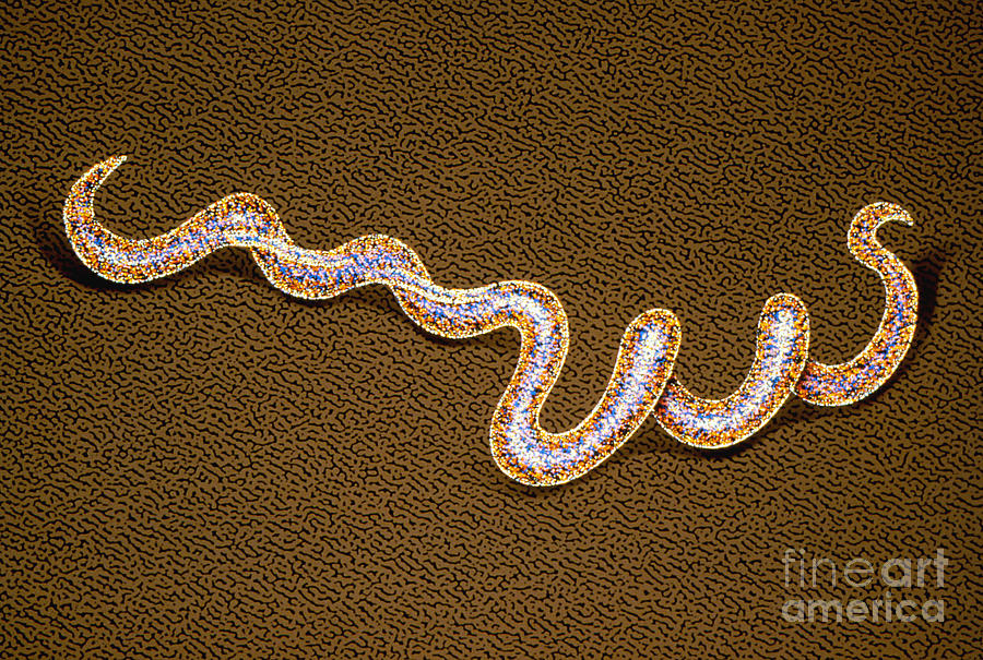 Artwork Of Syphilis-causing Bacteria Photograph by Chris Bjornberg