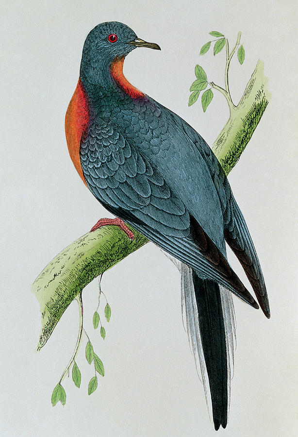 Artwork Of The Extinct Passenger Pigeon Photograph by George Bernard/science Photo Library
