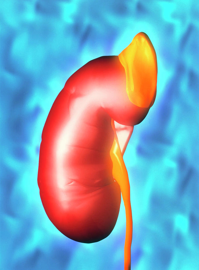 adrenal gland and kidney function
