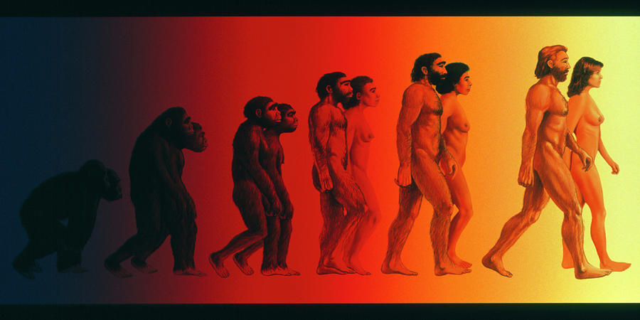 Artwork Of The Stages In Human Evolution Photograph by David Gifford/science Photo Library