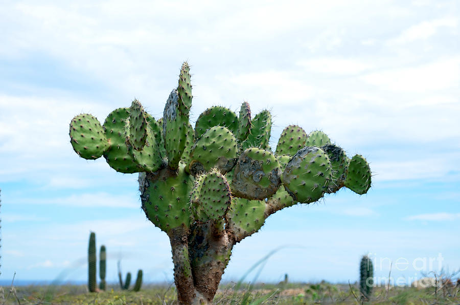 Aruba Cactus Photograph by DejaVu Designs