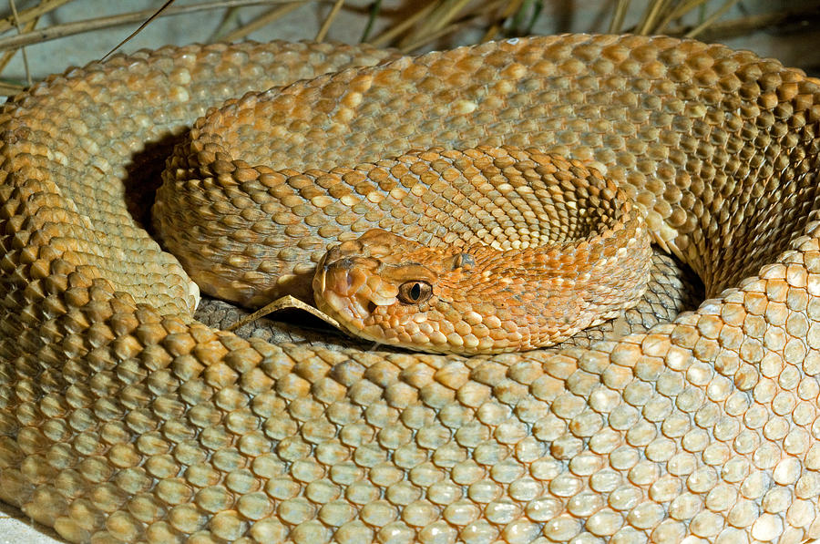 Aruba Island Rattlesnake Photograph by Millard Sharp - Fine Art America