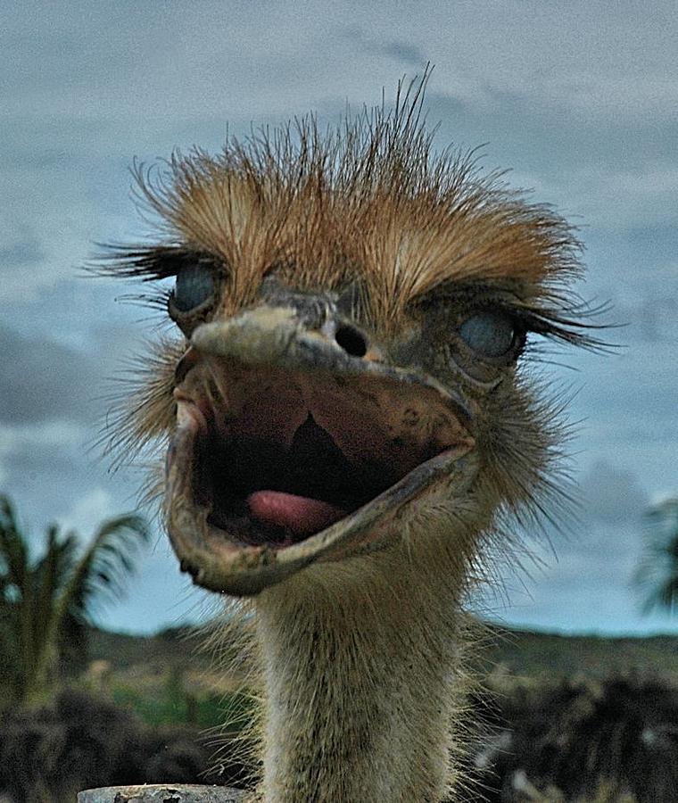 Aruba Ostrich Farm Photograph by Steven Richman