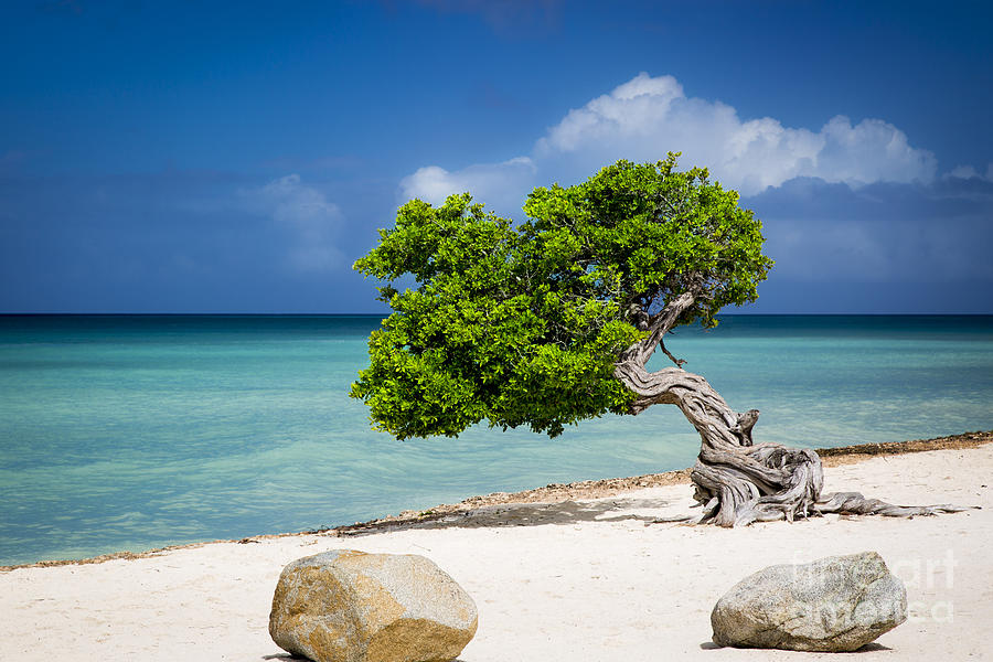 Aruba Tree Photograph by Brian Jannsen