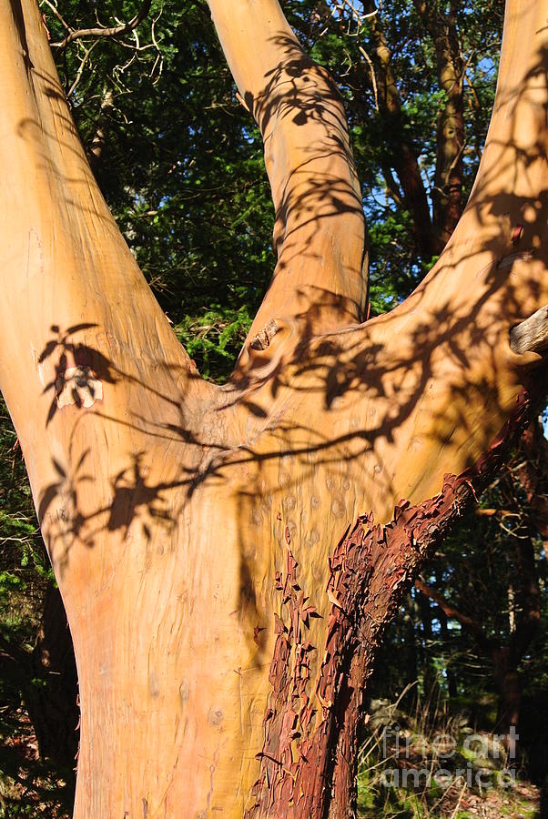 Arbutus - Shadows from Above Photograph by Sharron Cuthbertson